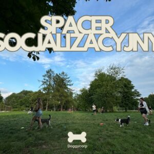 Spacery socjalizacyjne