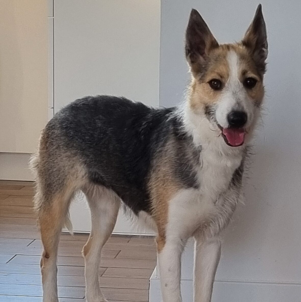 Agnieszka i Luna – indywidualny plan pracy