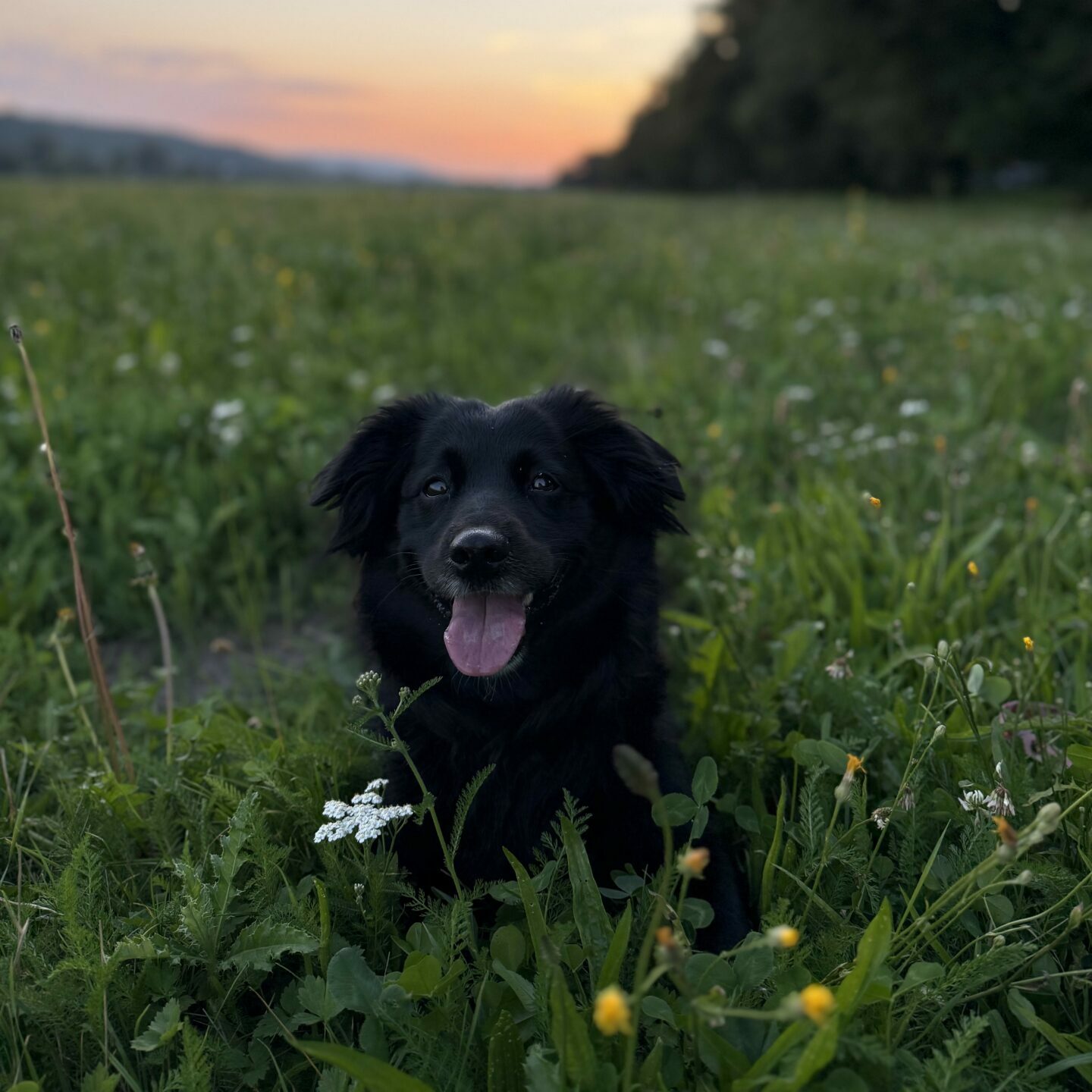 Dorota, Grzesiek i Fifi – Indywidualny plan pracy