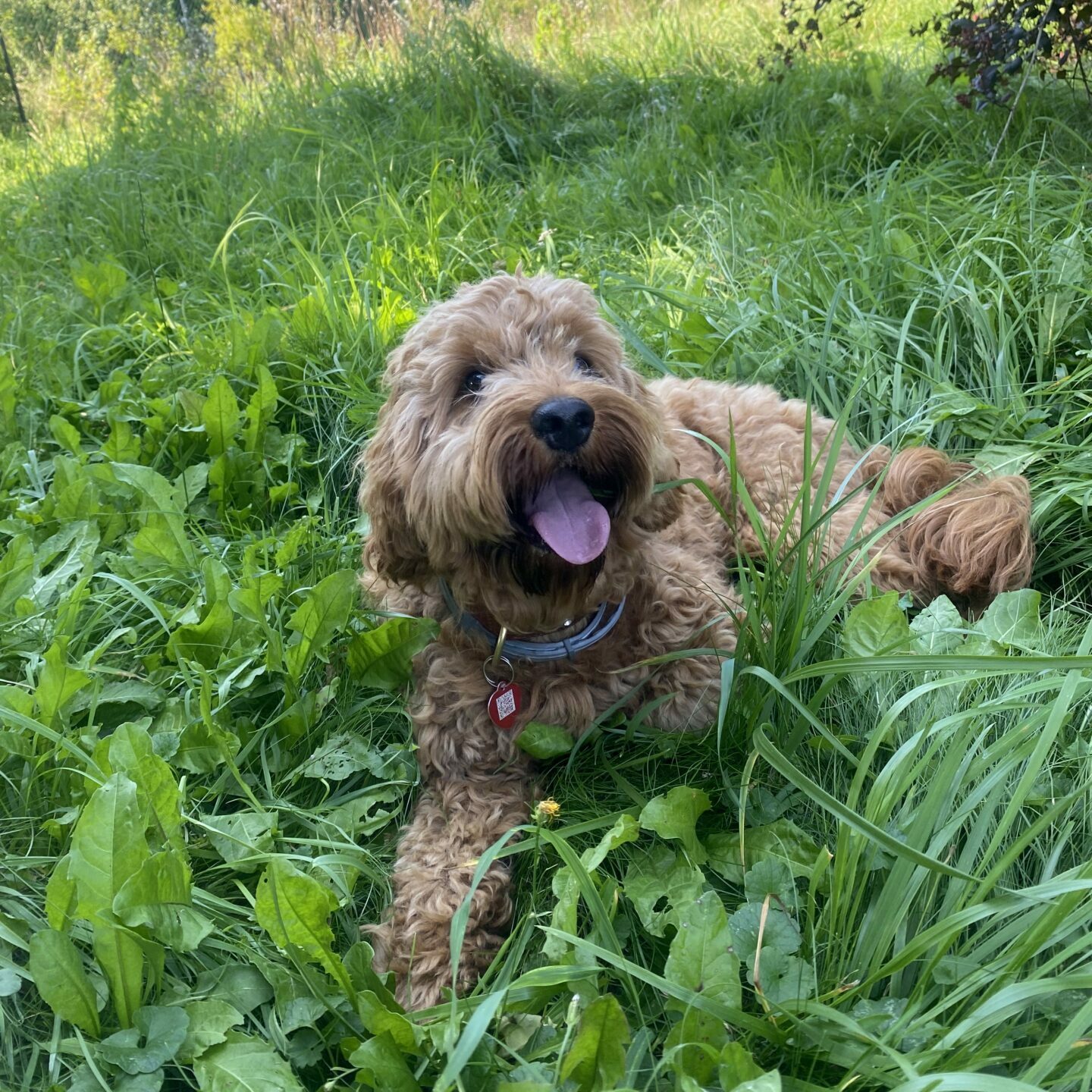 Kaja, Marcin i Koffie indywidualny plan pracy