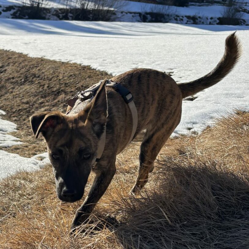 Kasia, Karol i Mery – Indywidualny plan pracy