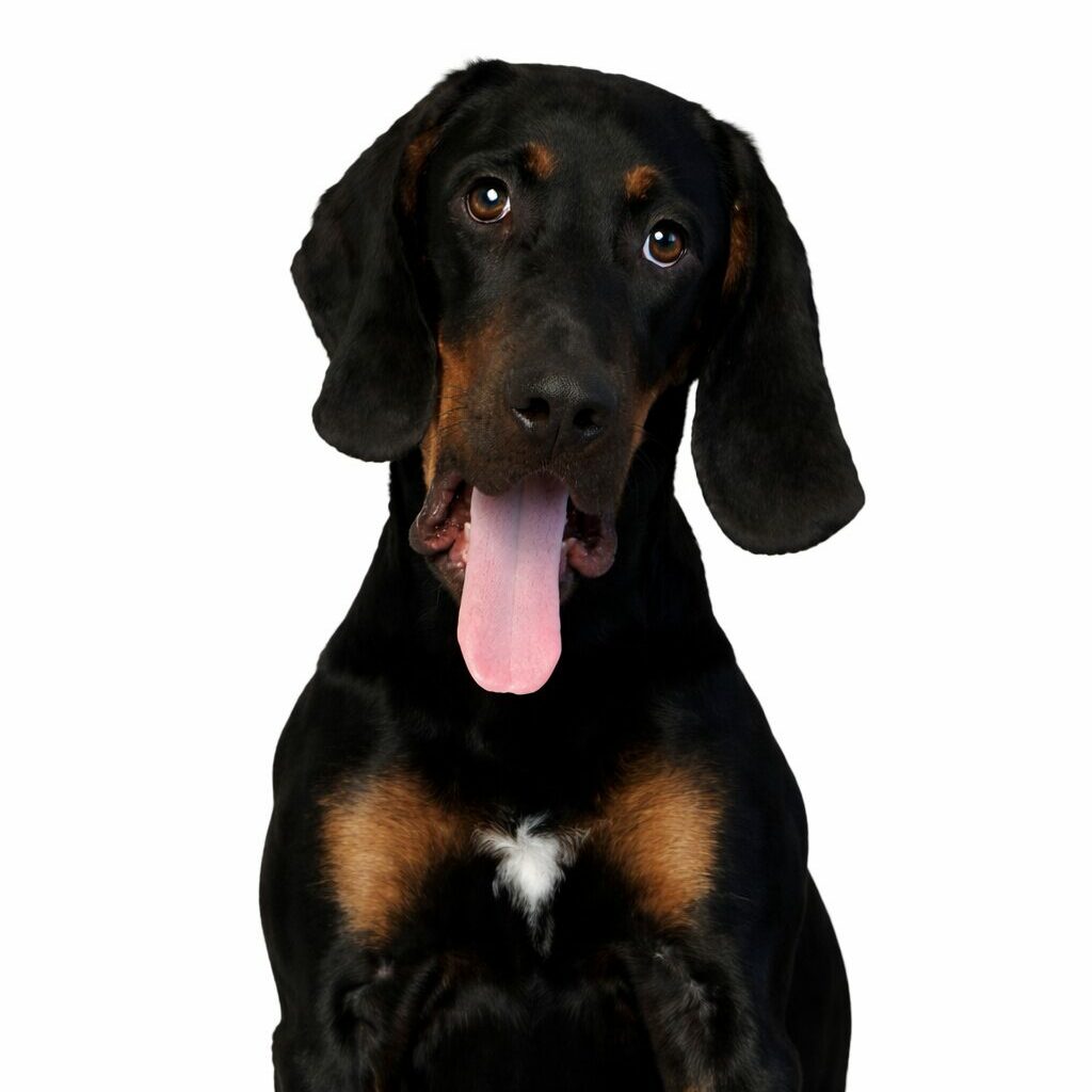 Karolina, Domink i Pixel – indywidualy plan pracy